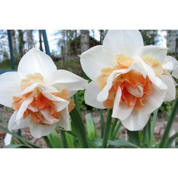 Buy Daffodil  Replete Bulbs - Pack Of 3 Bulbs 