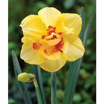 Buy Daffodil Tahiti Bulbs - Pack Of 3 Bulbs