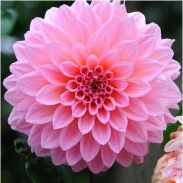 Buy Dahlia Pink Plant 