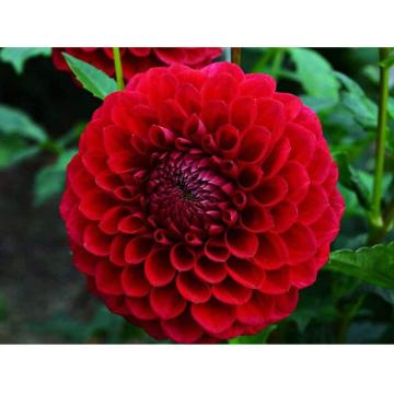 Buy Dahlia Red Plant 