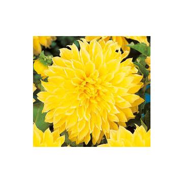 Buy Dahlia Yellow Plant 