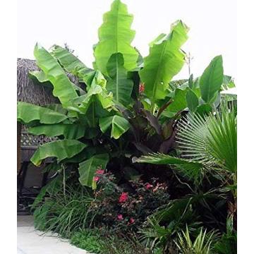 Buy Musa Sikkimensis Seeds ,  Darjeeling Banana  - 10 Seeds Pack