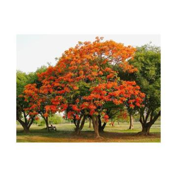 Delonix Regia , Flame Tree, Gulmohar Plant