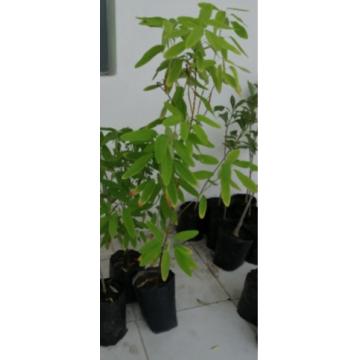 Buy Desmodium Gyrans (  Codariocalyx Motorius ) Plant, Dancing Plant For Sale With Free Shipping In India