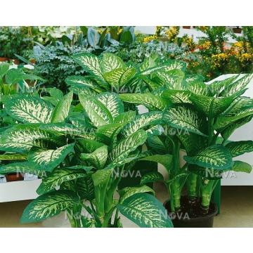 Dieffenbachia Tropic Snow Plant