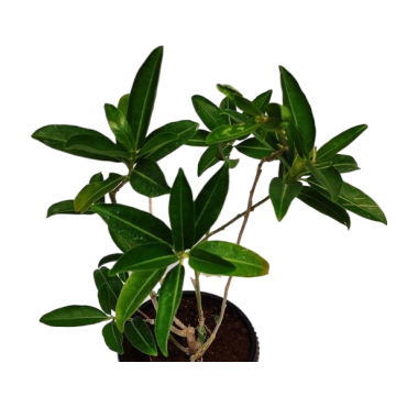 Buy Cestrum Diurnum , Din Ka Raja Plant 