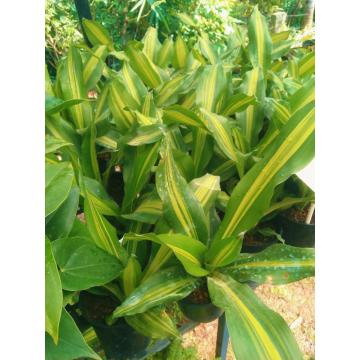 Dracaena Massangeana ( Dara Singh ) Plant