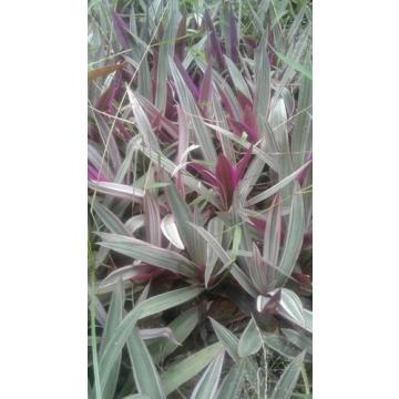 Buy Durangi Plant 
