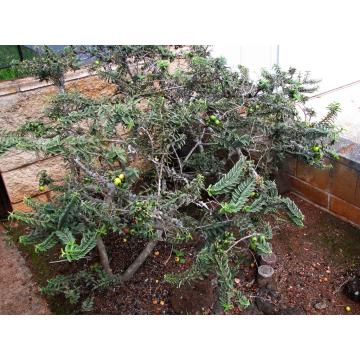 Psidium Guajava Nana Plant, Dwarf Guava Plant 