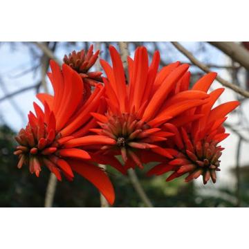 Erythrina Corallodendron, Coral Tree Plant 