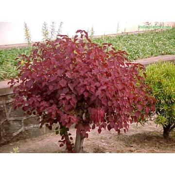 Buy Euphorbia Caracasana Sanguinea Plant 