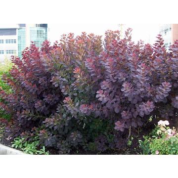  Euphorbia Cotinifolia , Red Spurge Plant 