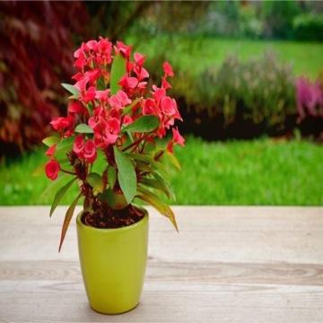 Buy Euphorbia Milli ,Crown Of Thorns Plant