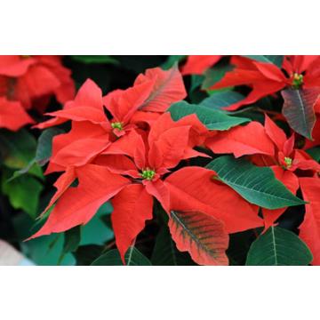 Buy Euphorbia Pulcherrima, Poinsettia Red Plant 