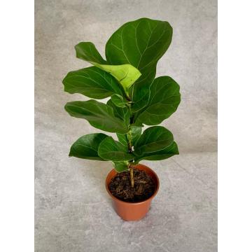 Ficus Lyrata , Fiddle Leaf Fig Plant