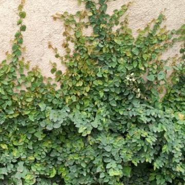  Ficus Pumila , Creeping Fig ( Chipkali Bel ) Plant 