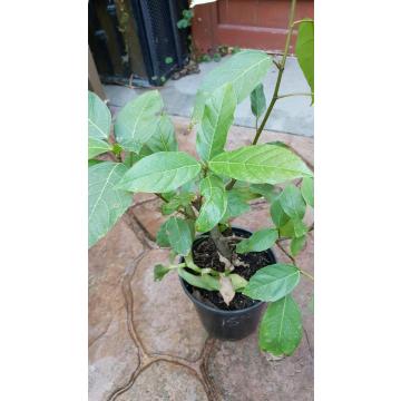 Buy Ficus Racemosa Plant, Cluster Fig Plant 