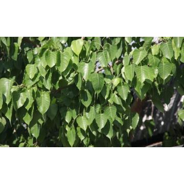  Ficus Religiosa Pipal Tree 100  Seeds For Sale In India