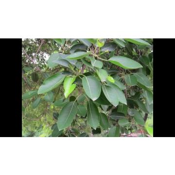 Buy Ficus Virens ( Pilkhan ), White Fig Plant 