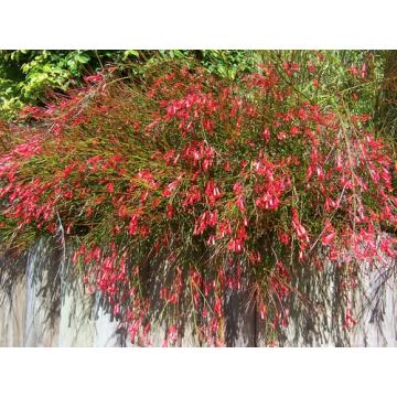 Russelia Juncea Plant , Fire Cracker Plant 