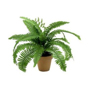 Buy Fishbone Fern Plant, Nephrolepis Exaltata Plant