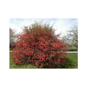 Chaenomeles Speciosa ( Flowering Quince ) Plant