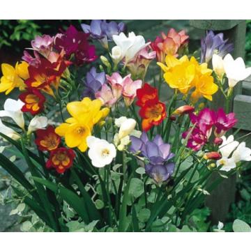 Buy Freesia Scented Mix Color Bulbs (set of 5 ) 