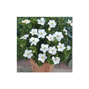 Buy Gardenia Grandiflora ( Indra Kamal ) Plant 