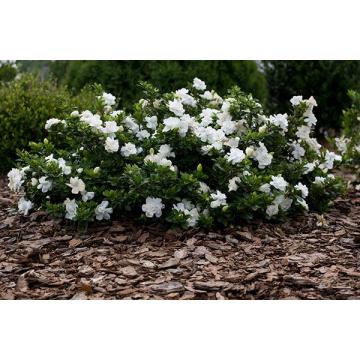 Buy Gardenia Jasminoides Plant, Cape Jasmine Plant In India