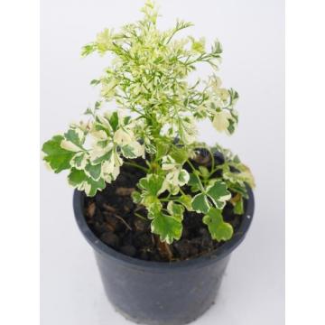 Geranium Aralia Indoor Plant