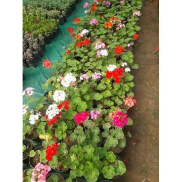 Buy Geranium ( Pack of 2 ) Combo With Free Shipping