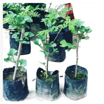 Ginkgo Biloba ( Maidenhair Tree ) Plant  