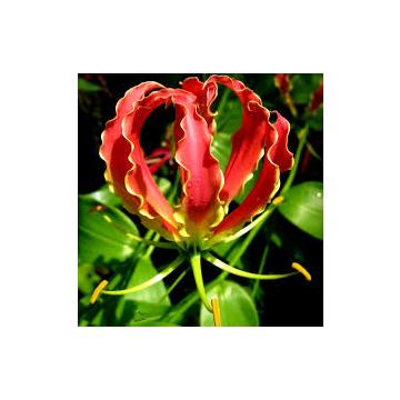 Buy Gloriosa superba 'Rothschildiana Bulbs, Fire Lily - 5 Bulbs Pack