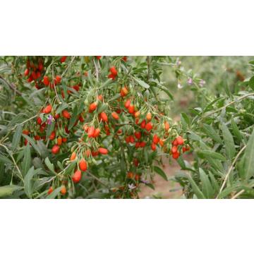 Lycium Chinense Seeds , Goji Berry Seeds For Sale - 50 Seeds