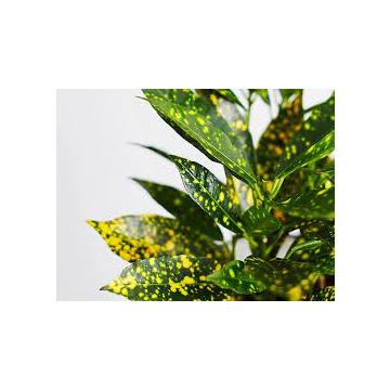 Gold Dust Croton ( Thick Leaf ) Indoor Plant