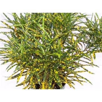Buy Gold Dust Croton ( Thin Leaf )  Indoor Plant