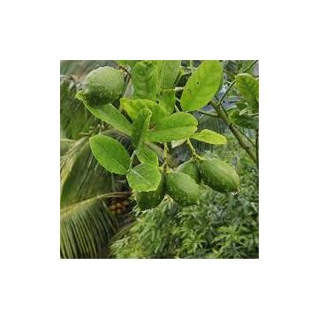 Gandharaj Lemon Plant