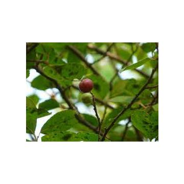 Flacourtia Indica, Governor's Plum Plant 