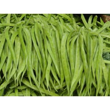 Cyamopsis Tetragonoloba Seeds, Guar Gum  25 Seeds