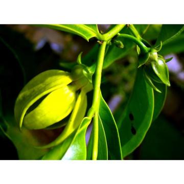 Artabotrys Hexapetalus , Ylang Ylang Vine, Hari Champa  Plant