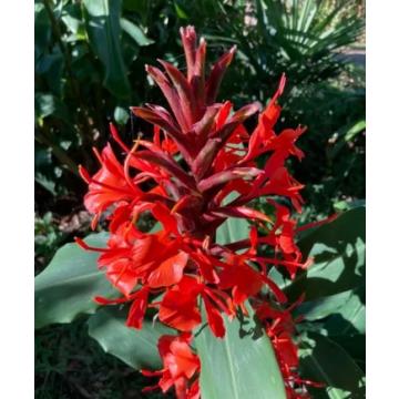Hedychium Decemtum ( Rubrum ) - 10 Seeds Pack