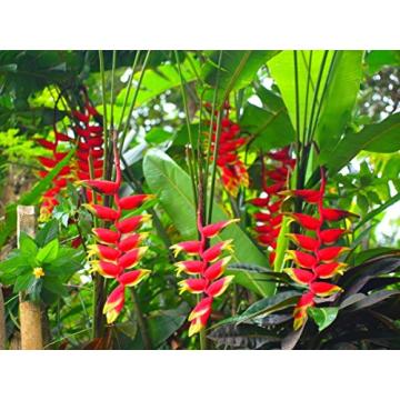 Buy Heliconia Rostrata , Hanging Lobster Claw Plant
