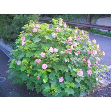  Hibiscus Mutabilis ,Changeable Rose Plant In India