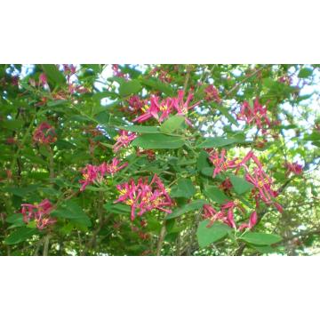 Buy Lonicera Honeysuckle Plant ( Madhumalti ) 