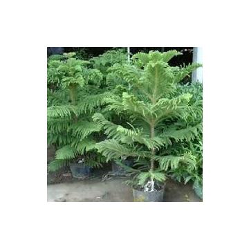 Buy Araucaria Cunninghamii, Hoop Pine Plant 
