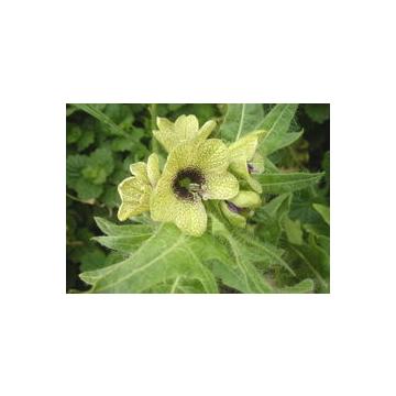 Hyoscyamus Niger Seeds , Stinking Nightshade -  50 Seeds