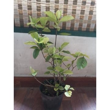 Buy Gardenia Variegata Plant, Gardenia Plant 