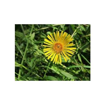 Inula Racemosa. Pushkarmool - 50 Seeds Pack