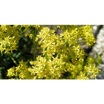 Isatis Tinctoria Seeds , Dyer's Woad Seeds - 50 Seeds 