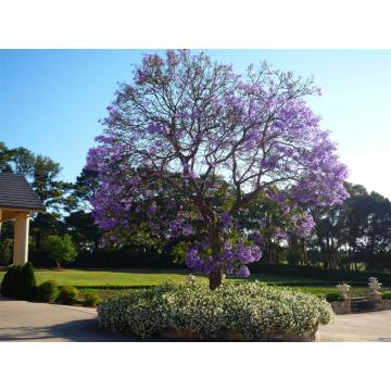 Buy Jacaranda Mimosaefolia, Blue Jacaranda, Neeli Gulmohar